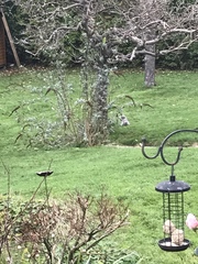 Sciurus carolinensis