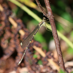 Episynlestes albicaudus