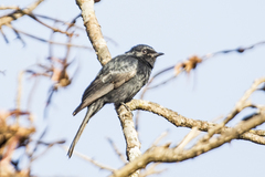 Melaenornis pammelaina ater