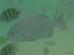 Kyphosus cinerascens