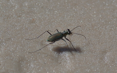 Myriochila semicincta