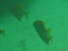 Monodactylus argenteus