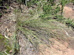 Aristida transvaalensis