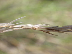 Aristida transvaalensis
