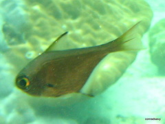 Pempheris oualensis