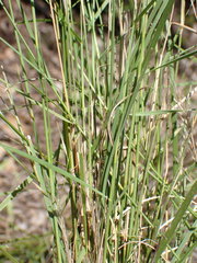 Aristida transvaalensis
