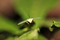 Choeradodis rhomboidea