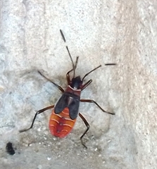 Dysdercus