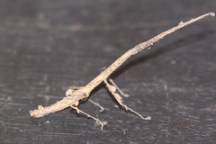 Lobolibethra