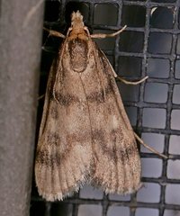 Loxostegopsis polle