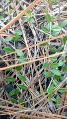 Vaccinium crassifolium