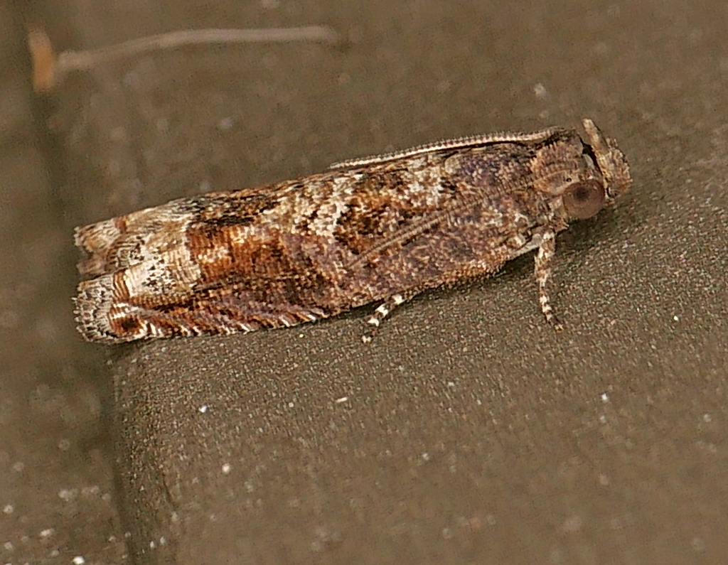 Crocidosema perplexana