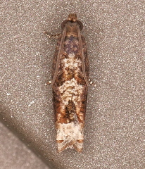 Crocidosema perplexana