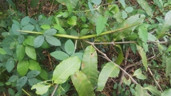 Mascarenhasia