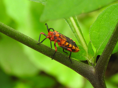 Spartocerini
