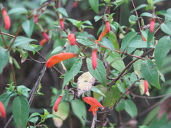Clinopodium macrostemum