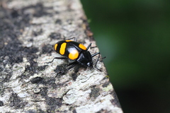 Scaphidomorphus bosci