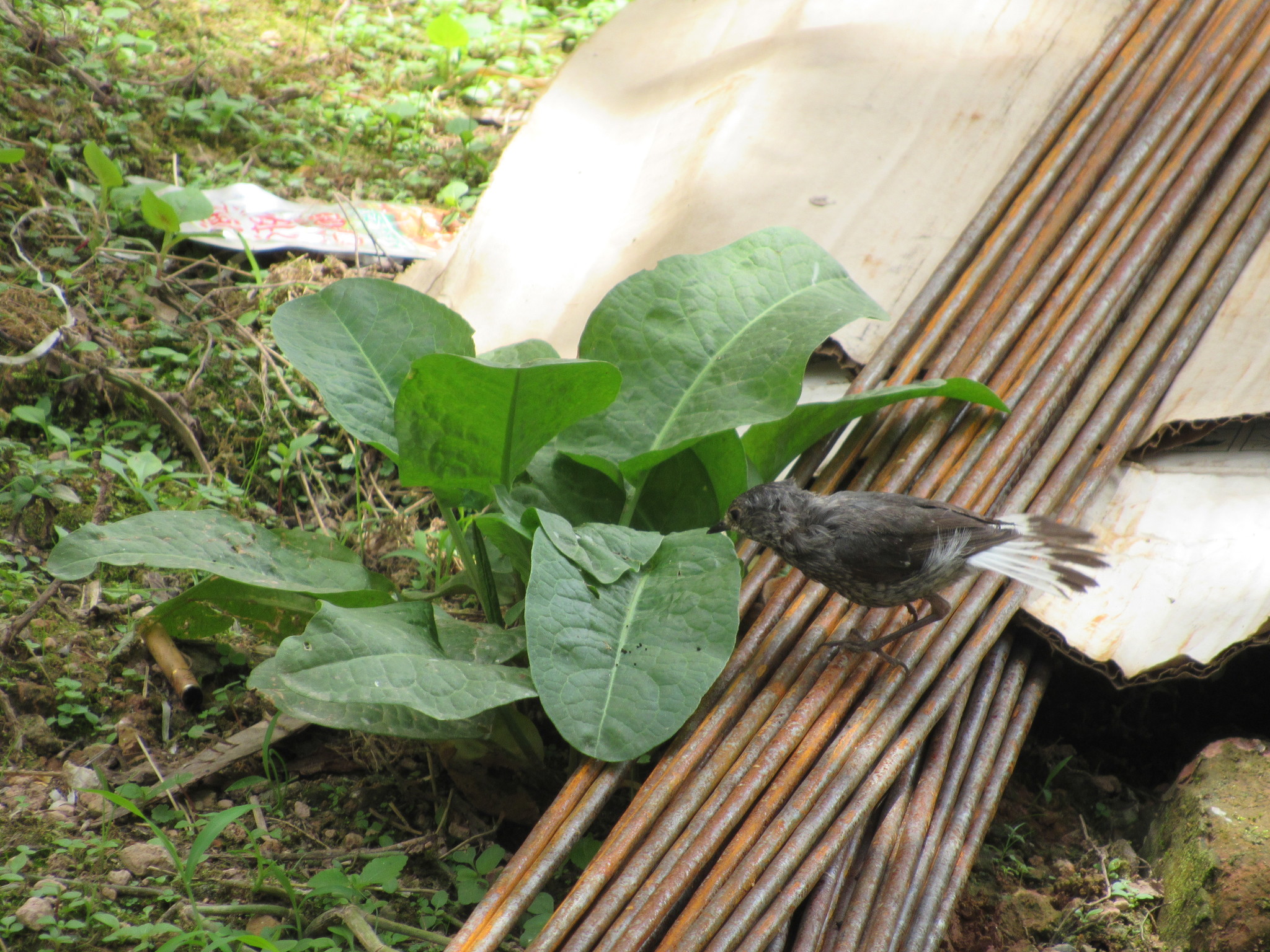 Plumbeous Water Redstart