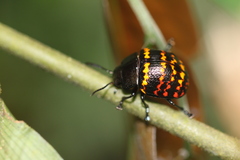 Platyphora olala