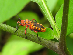 Spartocerini