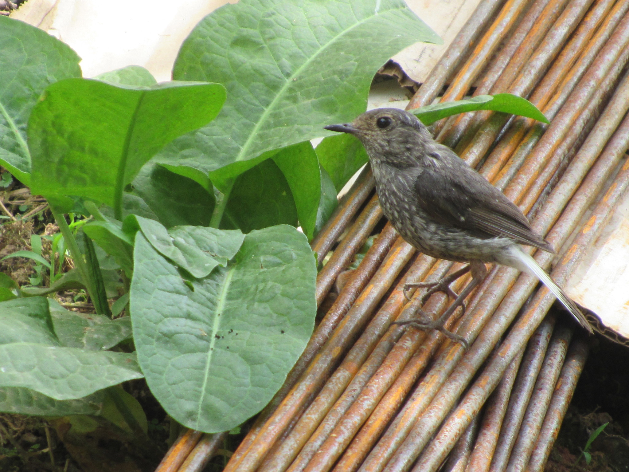 Plumbeous Water Redstart
