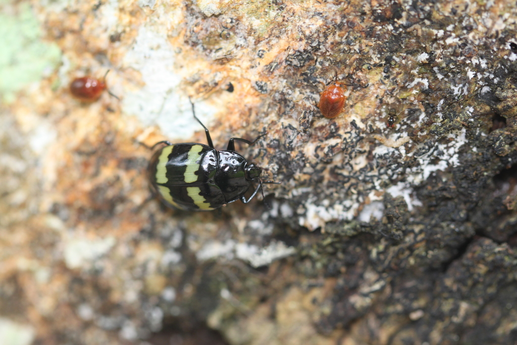 Prepopharus bitaeniatus