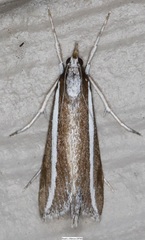 Carectocultus perstrialis