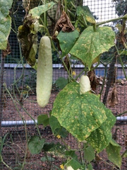 Pseudoperonospora cubensis