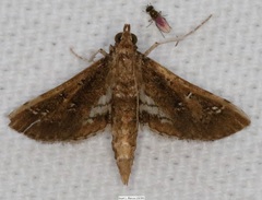 Crocidocnemis pellucidalis