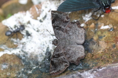 Antigonus erosus