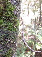 Argosarchus horridus