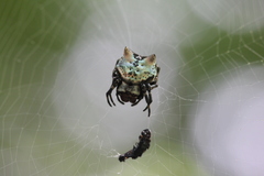 Aspidolasius branicki