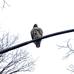 Buteo jamaicensis