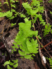 Adiantum deflectens