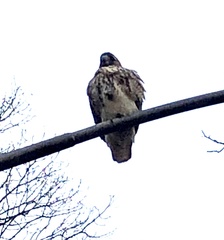 Buteo jamaicensis