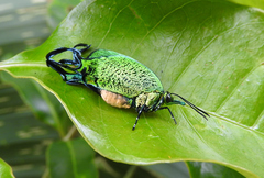 Arcas imperialis