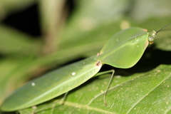Choeradodis rhomboidea