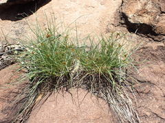 Cyperus rupestris