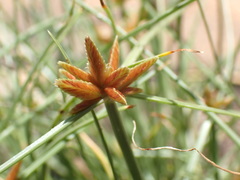 Cyperus rupestris