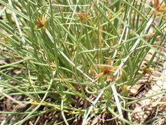 Cyperus rupestris
