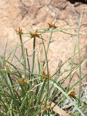 Cyperus rupestris