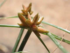 Cyperus rupestris