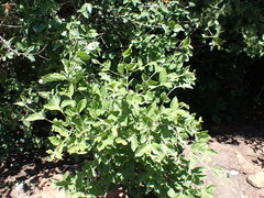 Afrocanthium gilfillanii