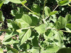 Afrocanthium gilfillanii