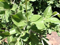 Afrocanthium gilfillanii