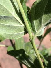 Afrocanthium gilfillanii