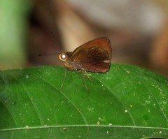 Thargella caura