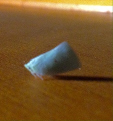 Colgaroides acuminata