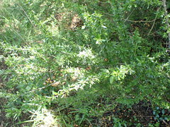 Gymnosporia polyacantha