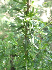 Gymnosporia polyacantha